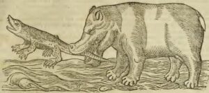 Elefante E Hipopotamo Em Historia Animalium
